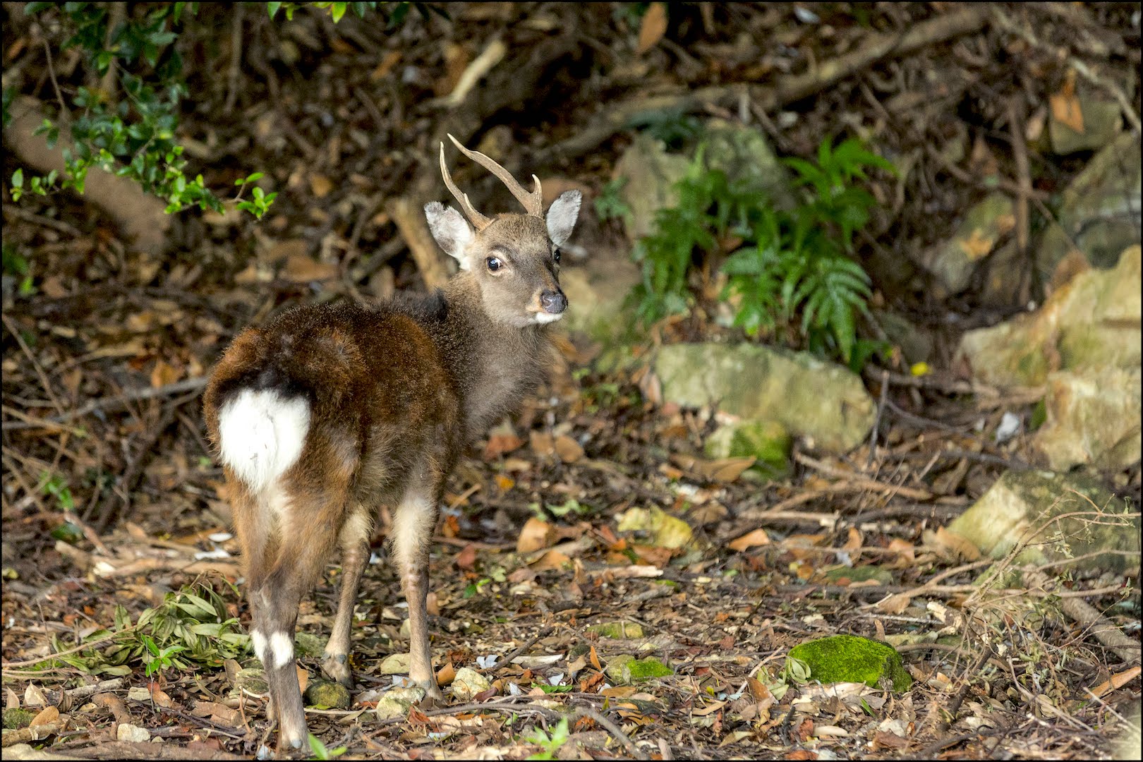 Yakusugiland – Yakushima Experience